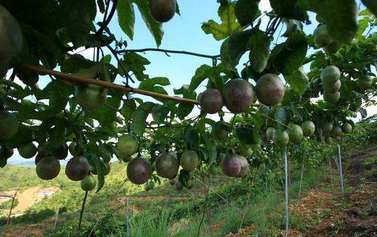 百香果种植图片