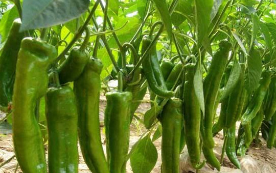 辣椒生长