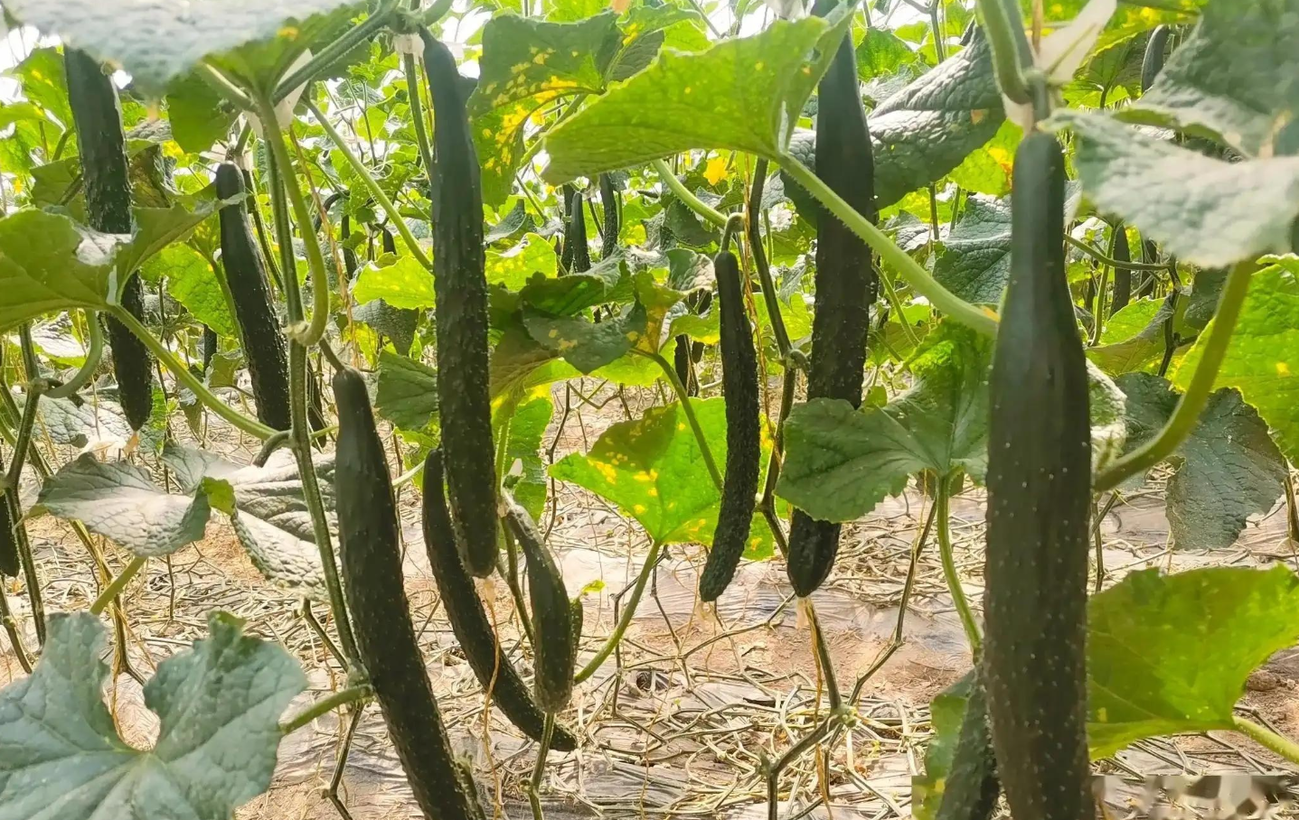 黄瓜种植如何实现高产?