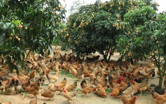 鸡舍内部通风保暖设施