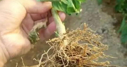 辣椒根腐病病苗