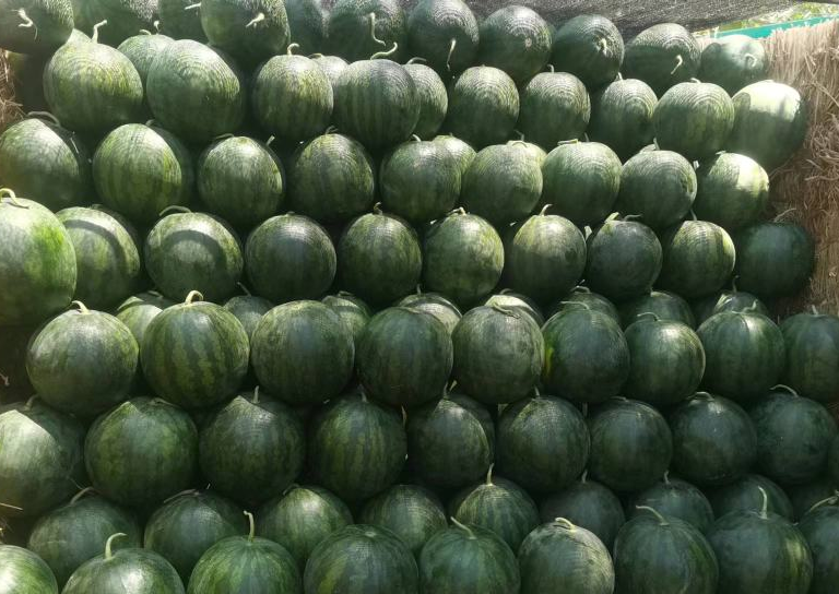 无籽西瓜种植相关图片