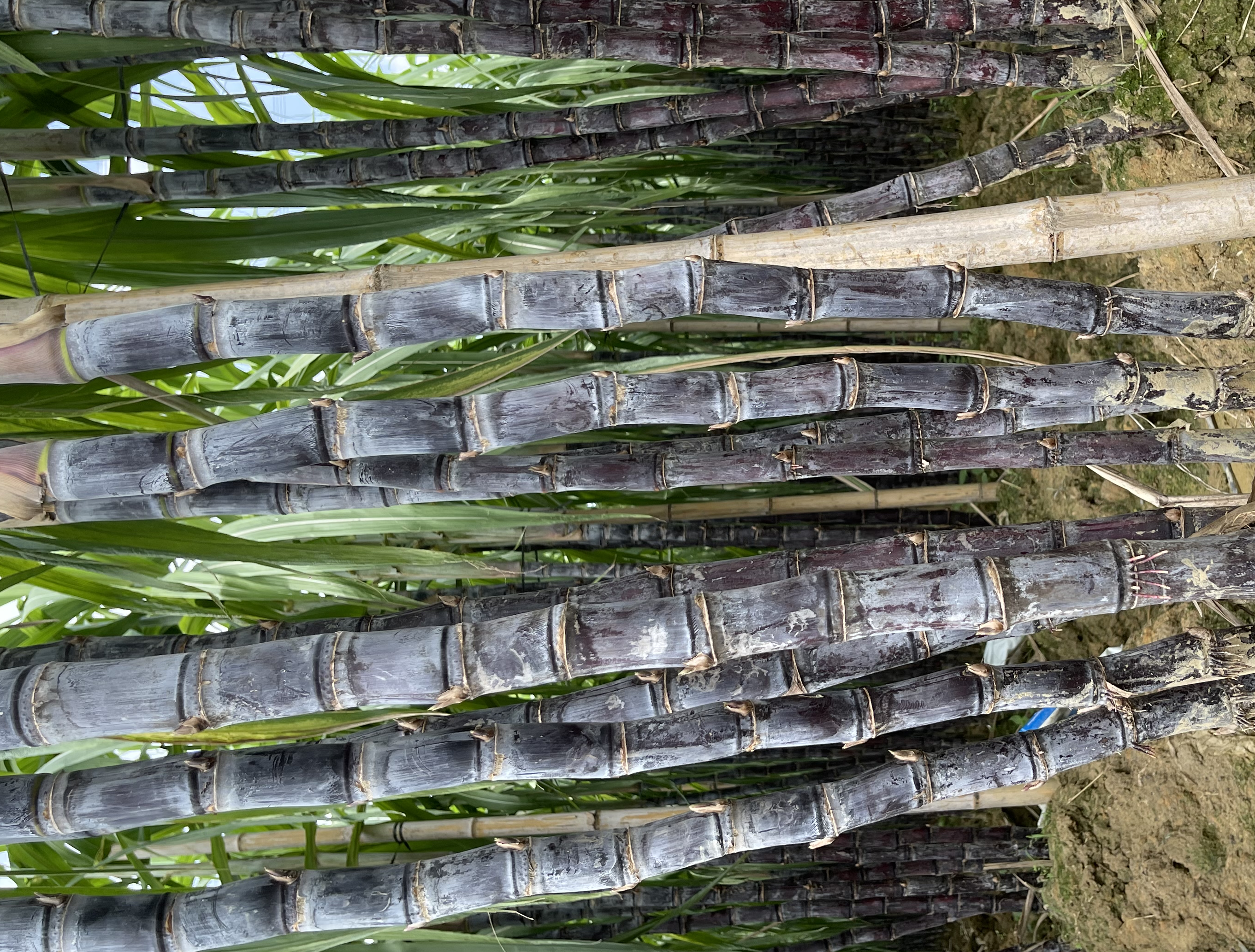 电商平台上的黑皮甘蔗