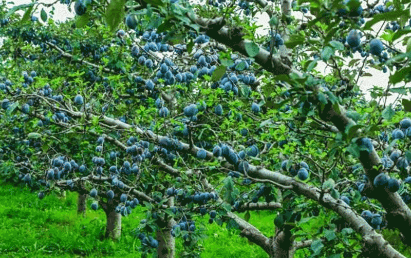 八里庄村果园景象
