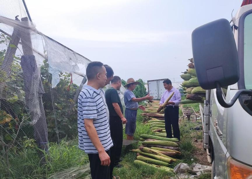 渊子崖村丝瓜示范基地