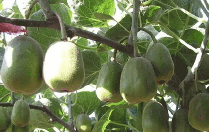 猕猴桃园劳作场景