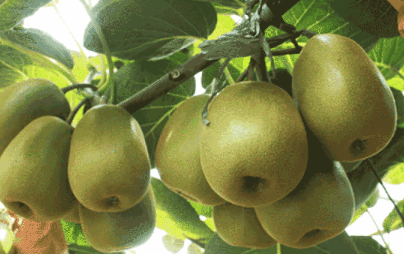 猕猴桃园劳作场景