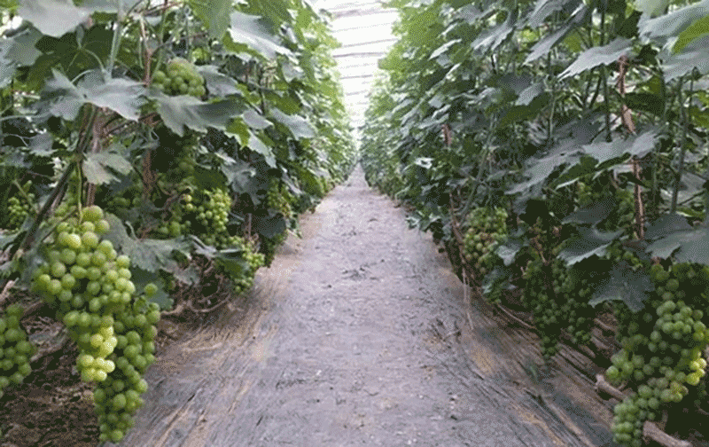 葡萄园清理与打药