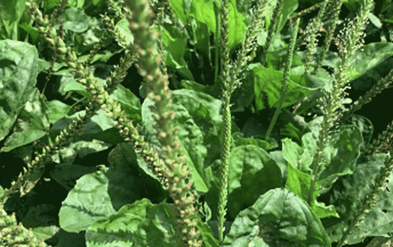 车前子田间管理