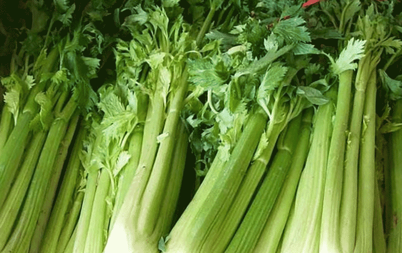 白芹菜种植方法相关图片