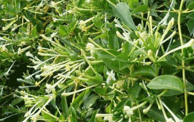 金银花老桩土壤准备