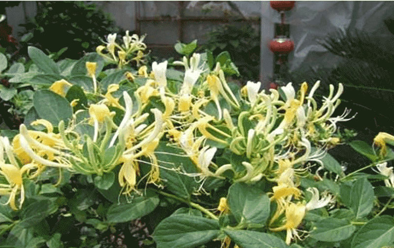 金银花老桩病虫害防治