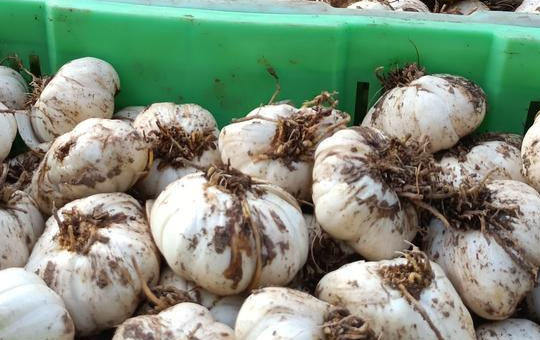 食用百合繁殖方式