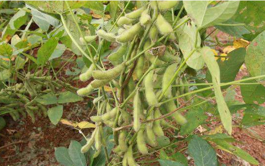 Localized image from t5.picb.cc