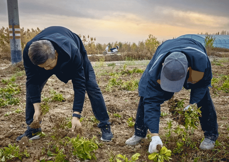 白术亩产破万：兵团职工张健15亩试验田的致富账本与扩种路线图