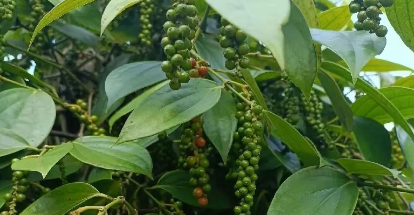 白胡椒成熟期全解析