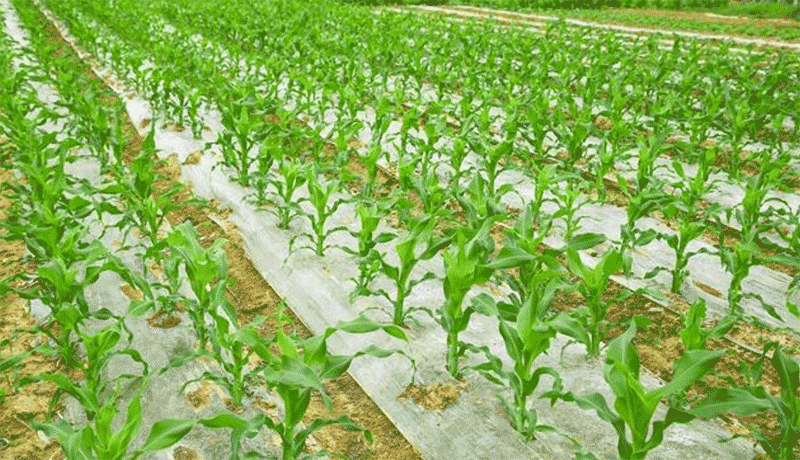 玉米“一喷多促”技术