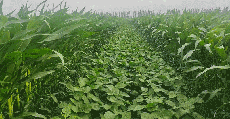 大豆玉米带状复合种植