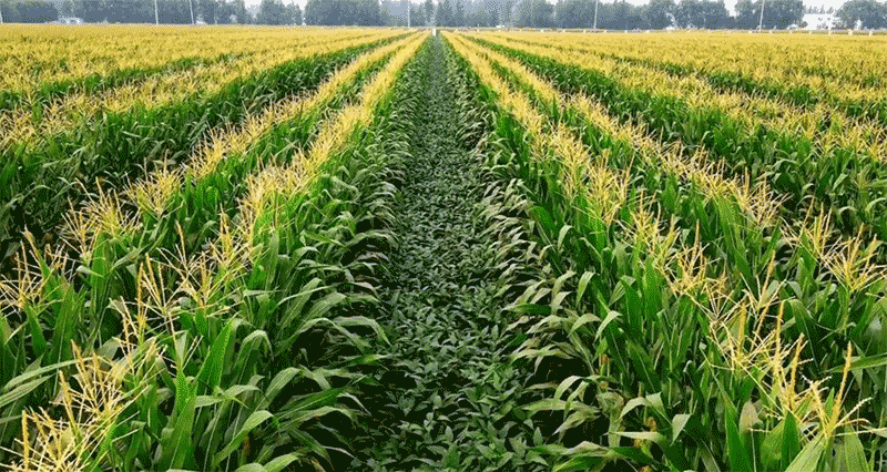 大豆玉米带状复合种植