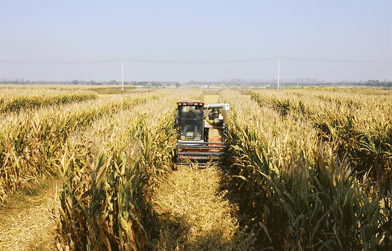 大豆玉米带状复合种植