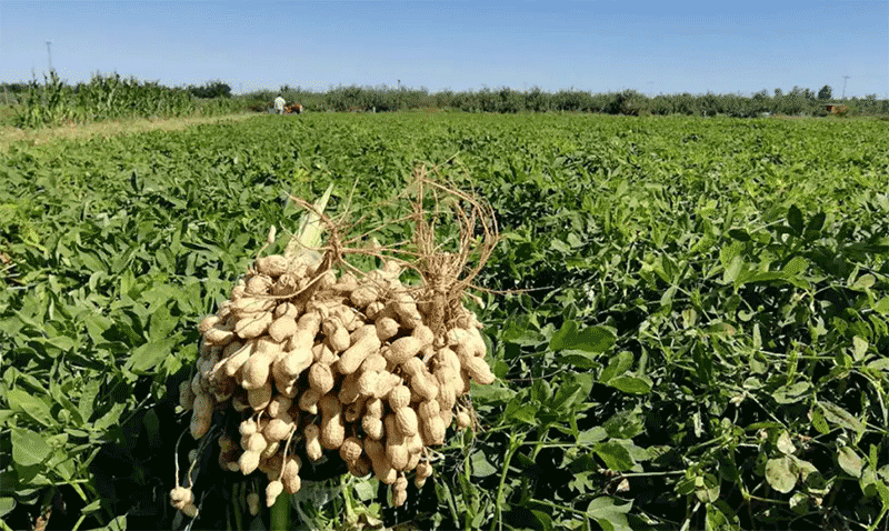 花生等油料作物在收获期遇连阴雨，如何防止霉变，保障品质？