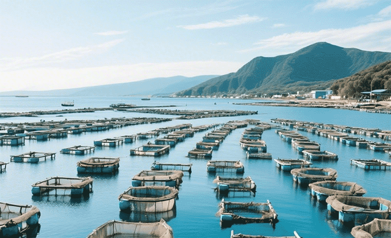 现代化海洋牧场