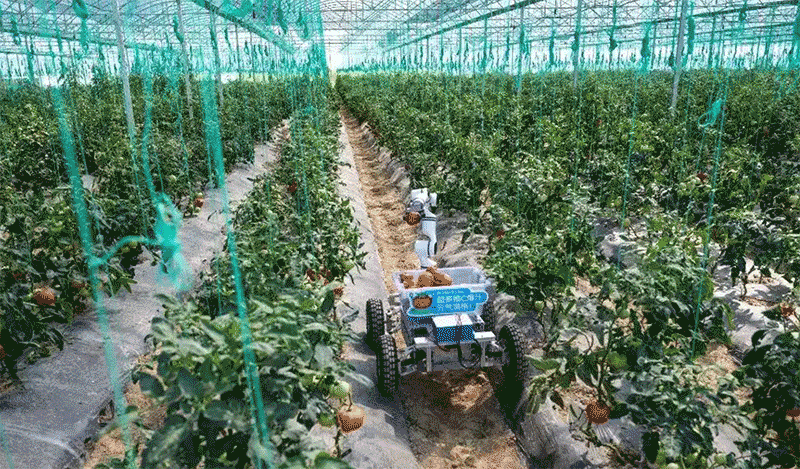 AI机器人采摘场景