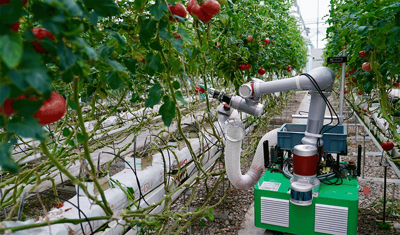 AI机器人采摘场景