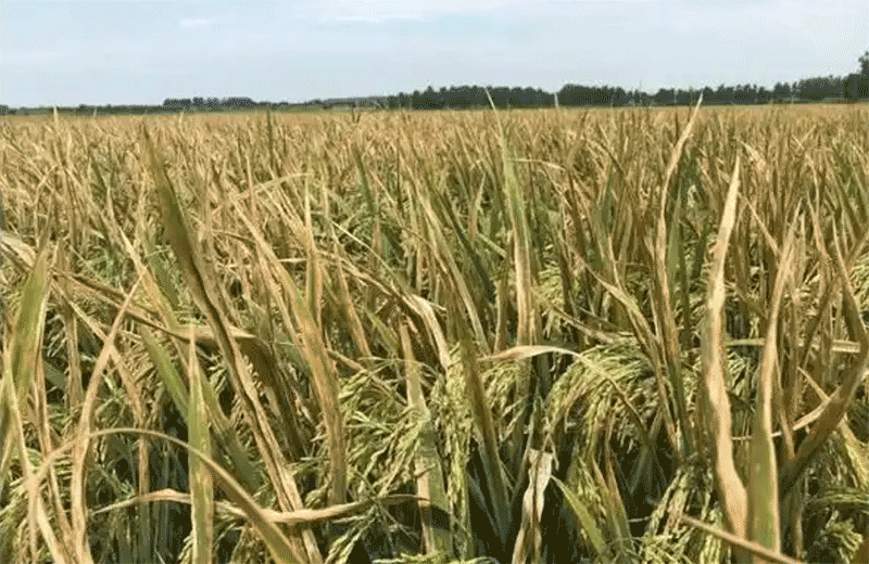 台风过后,水稻细菌性条斑病、白叶枯病等如何有效防控?