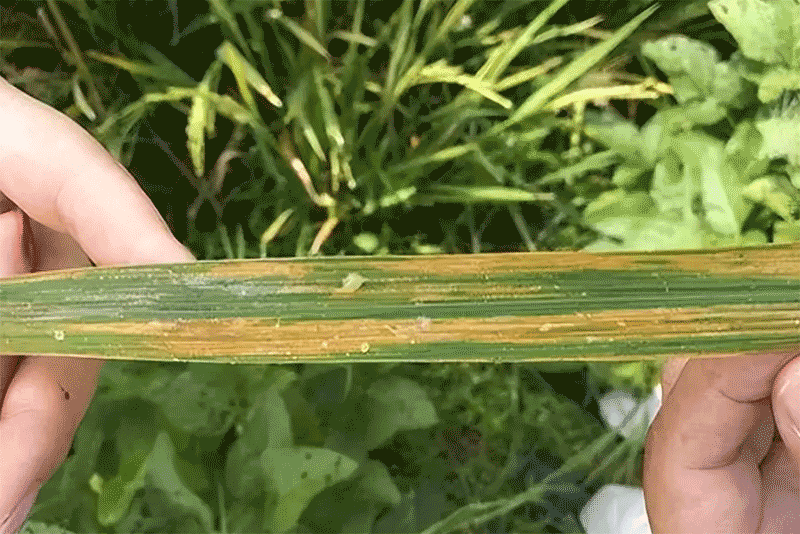 台风过后，水稻细菌性条斑病、白叶枯病等如何有效防控？