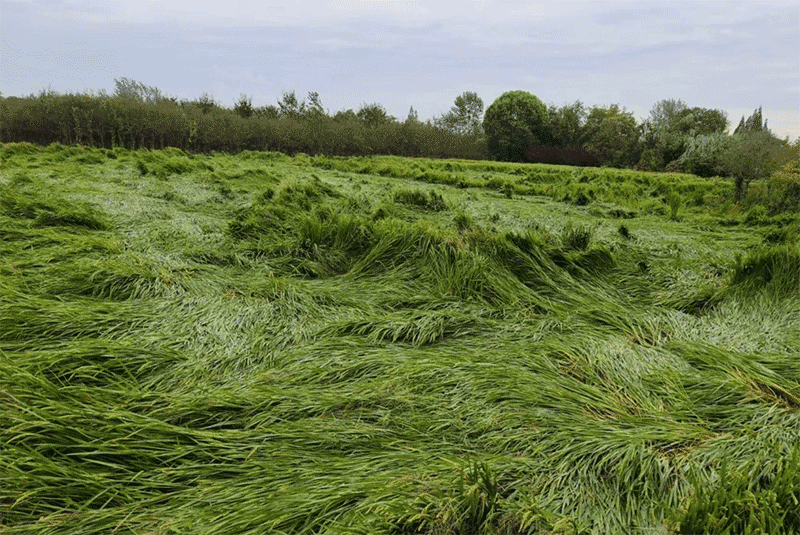 台风过后,水稻细菌性条斑病、白叶枯病等如何有效防控?