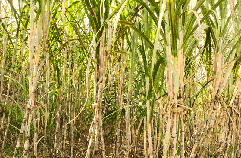 甘蔗等作物受台风影响倒伏后，有哪些灾后恢复和补救措施？