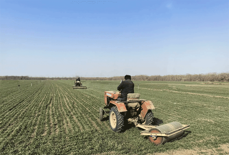 黄淮海麦区冬前镇压技术如何操作？