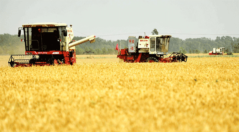 10月16日是世界粮食日