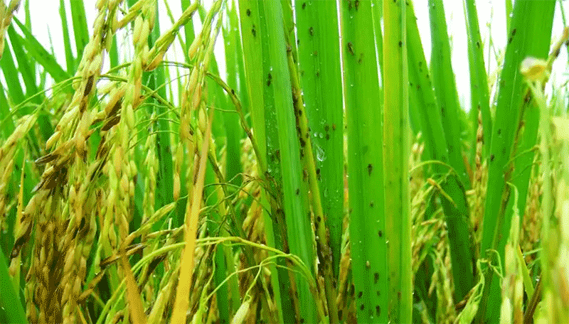 抗药性稻飞虱肆虐怎么办？