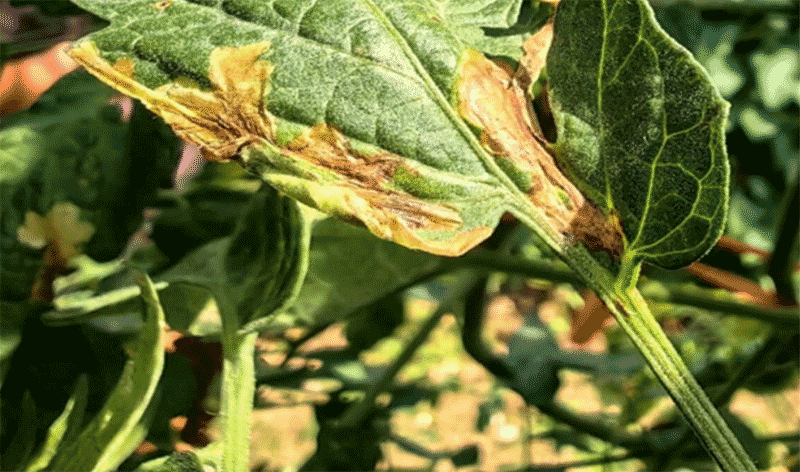 番茄潜叶蛾抗性监测如何开展？农户如何自检？​