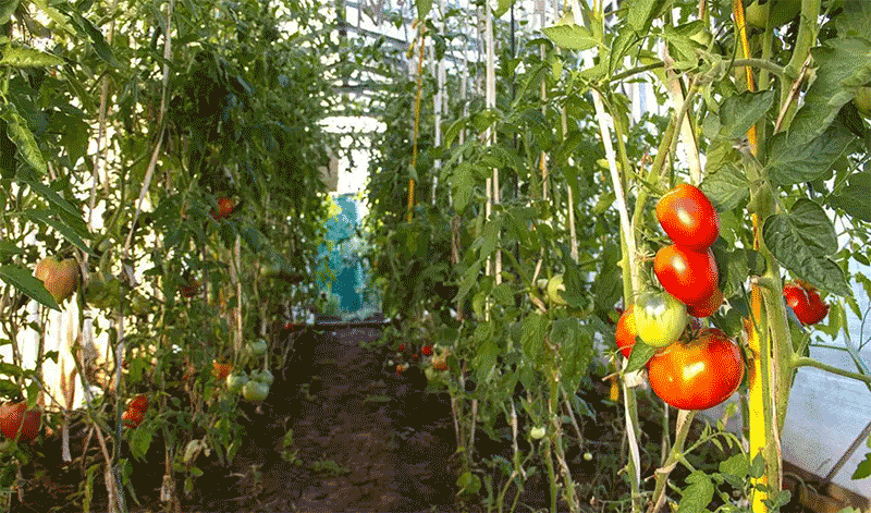 番茄潜叶蛾抗性监测如何开展？