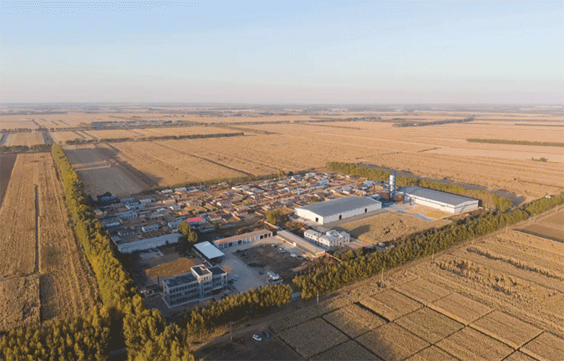 中国农大肇东实验站连续三年实现玉米“吨粮田”背后的技术密码