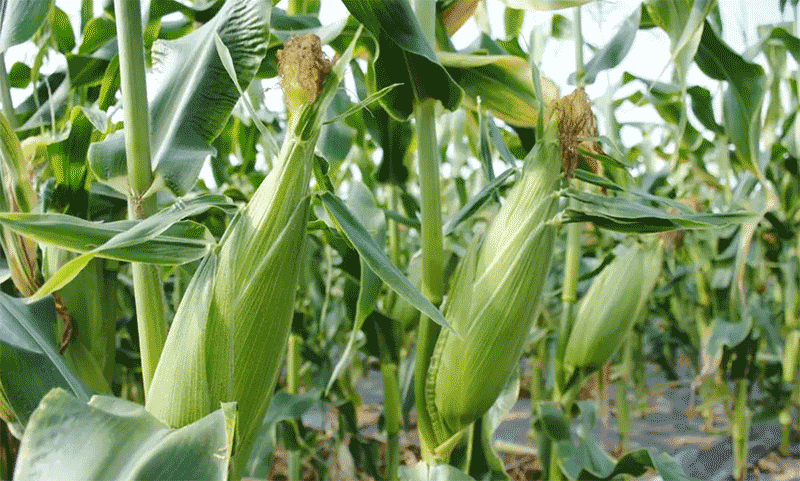 青玉米