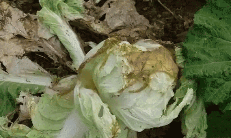 软腐病白菜