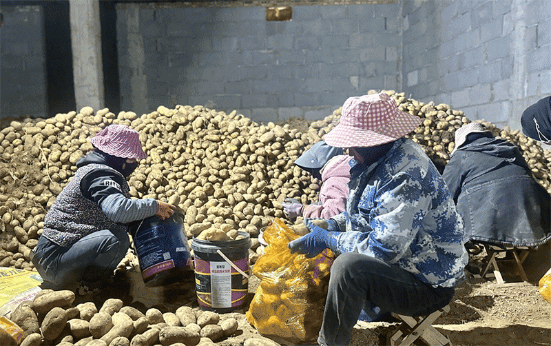 马铃薯种薯挑选