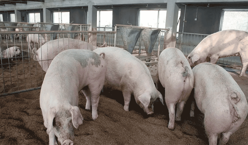 生猪养殖