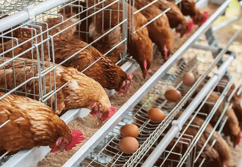 冬季蛋鸡产蛋率下降