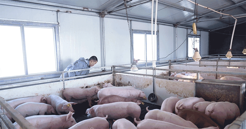 低温环境下给猪舍消毒