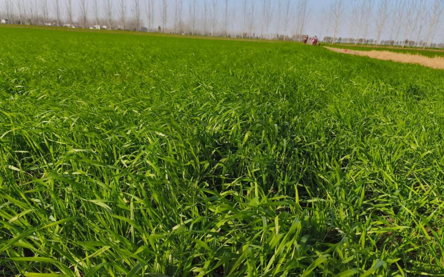 小麦冬前旺长怎么办？