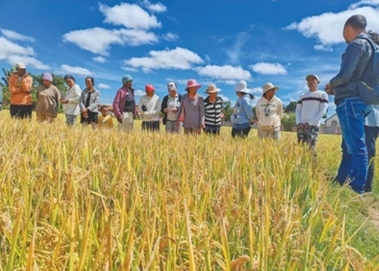 中国方案助力全球粮食安全