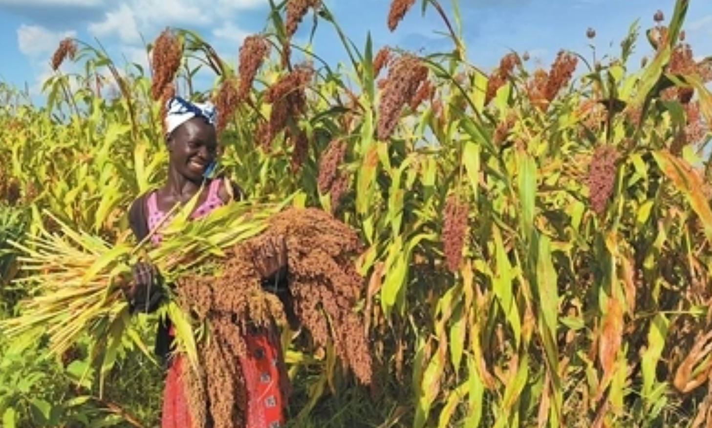 南南合作成应对饥饿新引擎