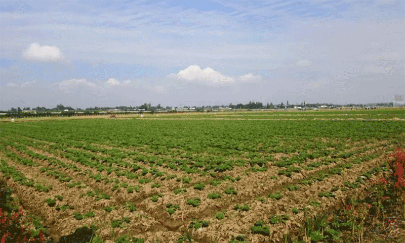 从田间到餐桌 中国筑牢大国粮仓的三大关键支撑