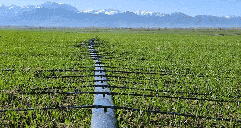 小麦秋冬种的水肥一体化