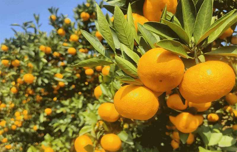 柑橘天堂